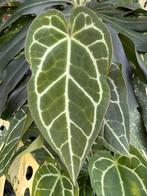 Anthurium Crystallinum, Huis en Inrichting, Kamerplanten, Ophalen of Verzenden