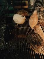 Kwartels te koop, Animaux & Accessoires, Janvier, Plusieurs animaux