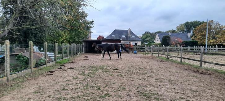 Fokmerrie te koop, Dieren en Toebehoren, Paarden, Merrie