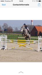 Fokmerrie te koop, Dieren en Toebehoren, Paarden, Merrie, Springpaard, Gechipt, Niet van toepassing