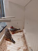 Grijze en bruine zebravinken te koop., Geringd