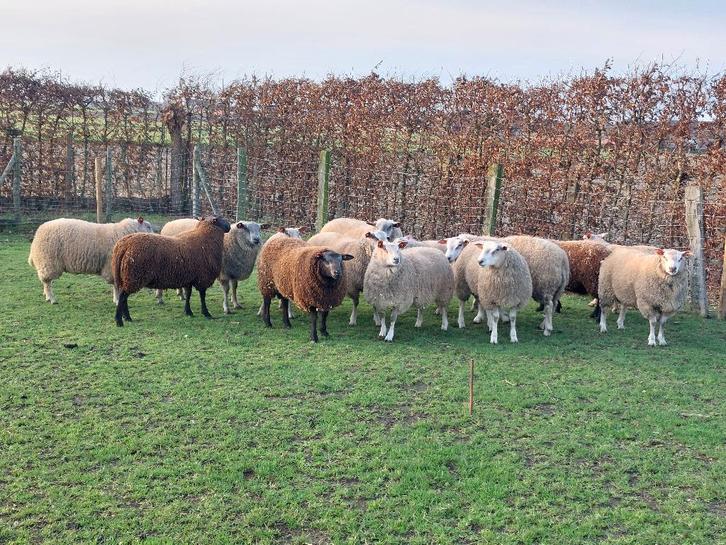 Aankoop van schapen en geiten, Animaux & Accessoires, Moutons, Chèvres & Cochons, Mouton