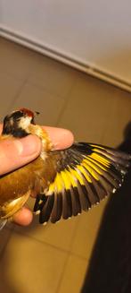 Chardonneret parva, Dieren en Toebehoren