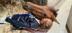 Gezocht: weide om paard of pony bij te zetten, Dieren en Toebehoren, Weidegang, 1 paard of pony