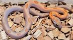 Korenslangen, Dieren en Toebehoren, Reptielen en Amfibieën