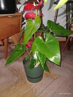 ANTHURIUM roodgroene plant voor binnen + pot, Huis en Inrichting, Kamerplanten, Ophalen, Overige soorten, Halfschaduw, In pot