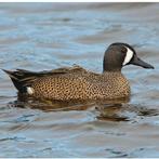 Blauwvleugeltaling/siereend, Meerdere dieren, Eend