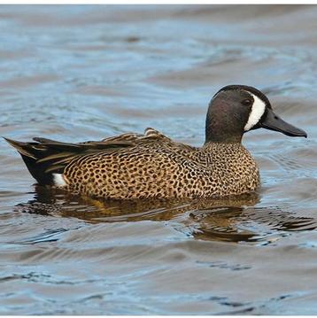 Blauwvleugeltaling/siereend beschikbaar voor biedingen