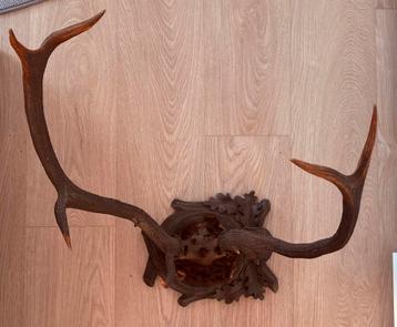 Hertengewei met skelet op steun beschikbaar voor biedingen