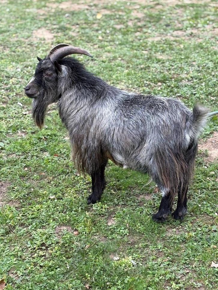Dwerggeit te koop, Dieren en Toebehoren, Schapen, Geiten en Varkens, Geit, Mannelijk, 3 tot 5 jaar