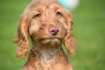 Cockapoo pups uit nest te kiezen beschikbaar voor biedingen