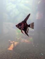 3 maanvissen + 1 guppy gratis mee te nemen