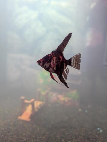 3 maanvissen + 1 guppy gratis mee te nemen beschikbaar voor biedingen