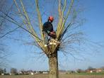 Knotten van wilgen, Tuin en Terras, Brandhout, Ophalen, Stammen