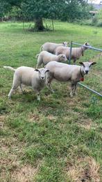 Weide gevraagd, Dieren en Toebehoren, Weidegang