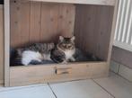 Mooie 5 jarige maine coon, Dieren en Toebehoren, Poes, Langharig, 3 tot 5 jaar
