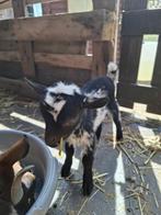 Dwerggeit, Dieren en Toebehoren, Geit