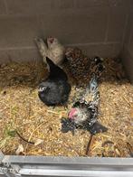 Ukkelse baardkriel hen zwart, Dieren en Toebehoren, Pluimvee, Vrouwelijk, Kip