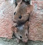 Ratten of muizen, Tuin en Terras, Ophalen