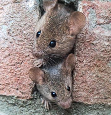 Ratten of muizen  beschikbaar voor biedingen