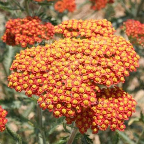 De Achillea 'Feuerland', Tuin en Terras, Planten | Tuinplanten, Vaste plant, Ophalen
