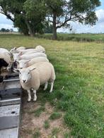 ram lammeren, Dieren en Toebehoren, Maart, Mannelijk