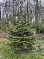 Nordmann kerstboom, Diversen, Kerst, Ophalen, Gebruikt