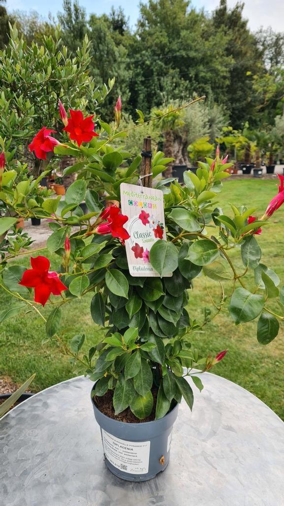 Dipladenia piramide, Tuin en Terras, Planten | Tuinplanten, Ophalen