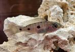 Copadichromis Mloto malawi cichliden, Dieren en Toebehoren, Vis, Zoetwatervis