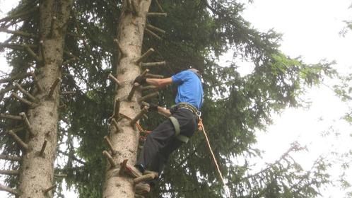 arbres, Tuin en Terras, Planten | Bomen, Ophalen