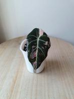 Alocasia Black Velvet Pink Variegata, Ophalen