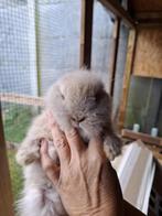 Konijntje, Dieren en Toebehoren