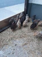 Boomkwartels, Dieren en Toebehoren