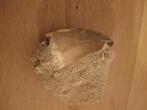 Fosiele mossasaurustand, Verzamelen, Mineralen en Fossielen, Ophalen, Fossiel