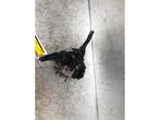 ABS Pomp van een Honda Civic, Ophalen of Verzenden, 3 maanden garantie, Gebruikt, Honda