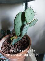 Opuntia santa rita nr 13, Tuin en Terras, Ophalen