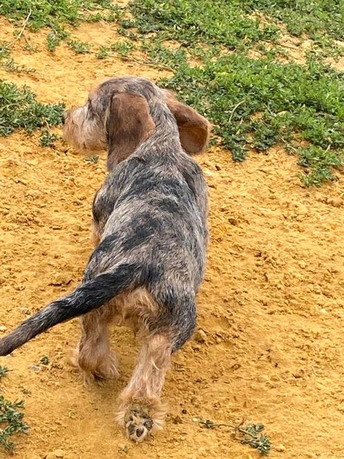 Ruwharig dwergteckel reuke beschikbaar, Dieren en Toebehoren, Honden | Teckels en Dashonden, Reu, Ruwhaar, Dwerg, Fokker | Professioneel