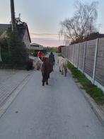 Verzorg-shets gezocht, Dieren en Toebehoren