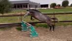 3jr ruin uit topstam, eigen fok, Springpaard, Minder dan 160 cm, Gechipt, Ruin