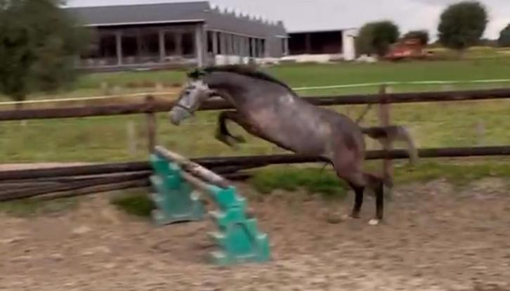 3jr ruin uit topstam, eigen fok, Dieren en Toebehoren, Paarden, Ruin, Onbeleerd, Minder dan 160 cm, 3 tot 6 jaar, Springpaard