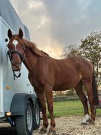 D-pony ruin 11j, Dieren en Toebehoren, Paarden, Merrie