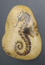 HIPPOCAMPE handgeschilderde kiezelsteen, Ophalen of Verzenden