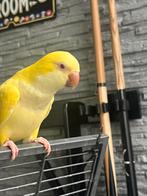 Conure souris, Dieren en Toebehoren, Ophalen