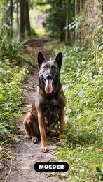 Mechelse Herder pups op komst – Sociaal, kindvriendelijk en, Dieren en Toebehoren, België, Particulier, 8 tot 15 weken, Meerdere