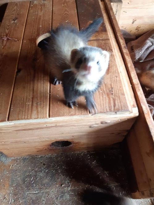 Gezelschap fretjes, Dieren en Toebehoren, Overige Dieren, Meerdere dieren