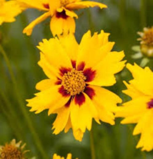 Coreopsis Sterntaler, Tuin en Terras, Planten | Struiken en Hagen, Ophalen
