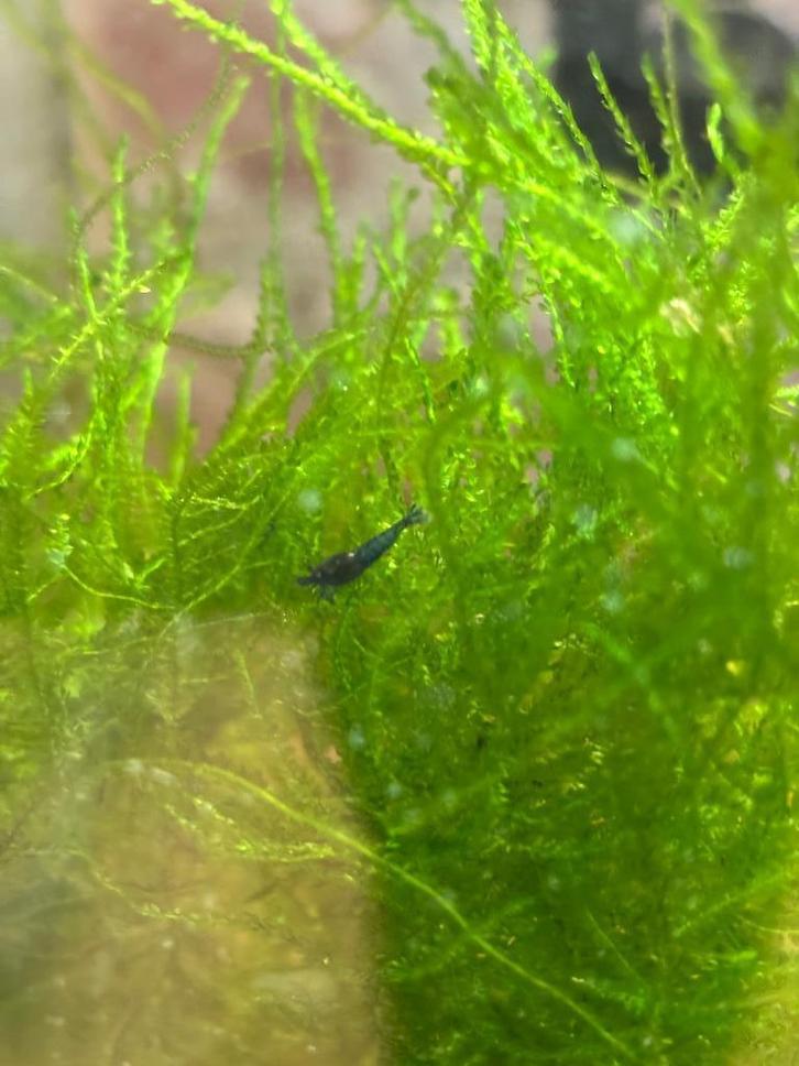 Garnalen Blue velvet shrimp, Dieren en Toebehoren, Vissen | Aquariumvissen, Zoetwatervis, Kreeft, Krab of Garnaal, Schoolvis