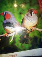 Mandarin, Dieren en Toebehoren, Ophalen, Zo goed als nieuw, Volière