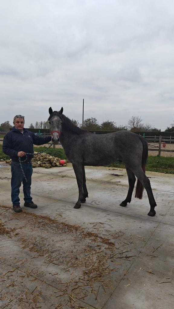 Top D pony recherche un cavalier, Animaux & Accessoires, Poneys, Hongre, Non dressé, Poney D (1.37 m à 1.48m), Poney de saut, 3 à 6 ans
