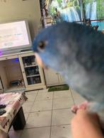 Perruche catherine bleu cobalt, Dieren en Toebehoren, Vogels | Parkieten en Papegaaien, Mannelijk, Parkiet, Tam